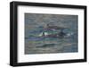 Bottlenose dolphin at surface, Moray Firth, Highlands, Scotland. May-Terry Whittaker-Framed Photographic Print