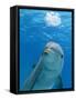 Bottlenose Dolphin Blowing Air Bubbles Underwater-Augusto Leandro Stanzani-Framed Stretched Canvas