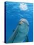 Bottlenose Dolphin Blowing Air Bubbles Underwater-Augusto Leandro Stanzani-Stretched Canvas