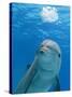 Bottlenose Dolphin Blowing Air Bubbles Underwater-Augusto Leandro Stanzani-Stretched Canvas