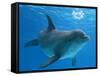 Bottlenose Dolphin Blowing Air Bubbles Underwater-Augusto Leandro Stanzani-Framed Stretched Canvas