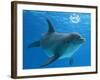 Bottlenose Dolphin Blowing Air Bubbles Underwater-Augusto Leandro Stanzani-Framed Photographic Print