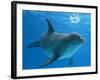 Bottlenose Dolphin Blowing Air Bubbles Underwater-Augusto Leandro Stanzani-Framed Photographic Print