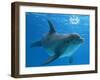 Bottlenose Dolphin Blowing Air Bubbles Underwater-Augusto Leandro Stanzani-Framed Photographic Print