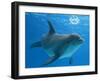 Bottlenose Dolphin Blowing Air Bubbles Underwater-Augusto Leandro Stanzani-Framed Photographic Print