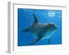 Bottlenose Dolphin Blowing Air Bubbles Underwater-Augusto Leandro Stanzani-Framed Photographic Print