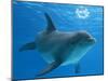 Bottlenose Dolphin Blowing Air Bubbles Underwater-Augusto Leandro Stanzani-Mounted Photographic Print