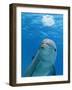 Bottlenose Dolphin Blowing Air Bubbles Underwater-Augusto Leandro Stanzani-Framed Photographic Print