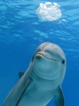 Bottlenose Dolphin Blowing Air Bubbles Underwater' Photographic Print -  Augusto Leandro Stanzani | AllPosters.com