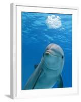 Bottlenose Dolphin Blowing Air Bubbles Underwater-Augusto Leandro Stanzani-Framed Photographic Print