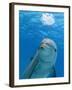 Bottlenose Dolphin Blowing Air Bubbles Underwater-Augusto Leandro Stanzani-Framed Photographic Print