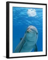 Bottlenose Dolphin Blowing Air Bubbles Underwater-Augusto Leandro Stanzani-Framed Photographic Print