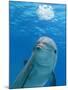 Bottlenose Dolphin Blowing Air Bubbles Underwater-Augusto Leandro Stanzani-Mounted Photographic Print