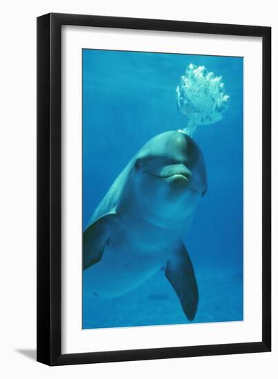 Bottlenose Dolphin Blows Bubbles from Blow Hole-Augusto Leandro Stanzani-Framed Photographic Print