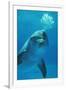 Bottlenose Dolphin Blows Bubbles from Blow Hole-Augusto Leandro Stanzani-Framed Photographic Print