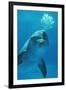 Bottlenose Dolphin Blows Bubbles from Blow Hole-Augusto Leandro Stanzani-Framed Photographic Print