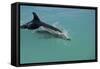 Bottlenose Dolphin Breaking the Surface-null-Framed Stretched Canvas