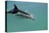 Bottlenose Dolphin Breaking the Surface-null-Stretched Canvas