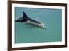 Bottlenose Dolphin Breaking the Surface-null-Framed Photographic Print