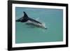 Bottlenose Dolphin Breaking the Surface-null-Framed Photographic Print