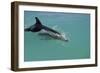 Bottlenose Dolphin Breaking the Surface-null-Framed Photographic Print