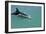 Bottlenose Dolphin Breaking the Surface-null-Framed Photographic Print