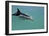 Bottlenose Dolphin Breaking the Surface-null-Framed Photographic Print