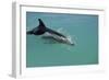 Bottlenose Dolphin Breaking the Surface-null-Framed Photographic Print