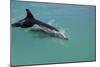 Bottlenose Dolphin Breaking the Surface-null-Mounted Photographic Print