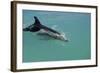 Bottlenose Dolphin Breaking the Surface-null-Framed Photographic Print