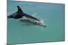 Bottlenose Dolphin Breaking the Surface-null-Mounted Photographic Print