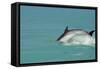 Bottlenose Dolphin Diving Back into the Warer after a Jump-null-Framed Stretched Canvas