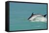 Bottlenose Dolphin Diving Back into the Warer after a Jump-null-Framed Stretched Canvas