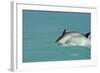 Bottlenose Dolphin Diving Back into the Warer after a Jump-null-Framed Photographic Print
