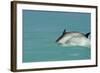 Bottlenose Dolphin Diving Back into the Warer after a Jump-null-Framed Photographic Print