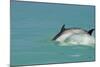 Bottlenose Dolphin Diving Back into the Warer after a Jump-null-Mounted Photographic Print