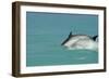 Bottlenose Dolphin Diving Back into the Warer after a Jump-null-Framed Photographic Print