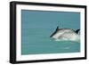 Bottlenose Dolphin Diving Back into the Warer after a Jump-null-Framed Photographic Print