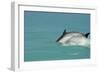 Bottlenose Dolphin Diving Back into the Warer after a Jump-null-Framed Photographic Print