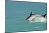 Bottlenose Dolphin Diving Back into the Warer after a Jump-null-Mounted Photographic Print