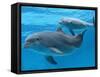 Bottlenose Dolphin Female and Her Calf-Augusto Leandro Stanzani-Framed Stretched Canvas