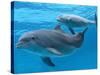 Bottlenose Dolphin Female and Her Calf-Augusto Leandro Stanzani-Stretched Canvas