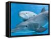 Bottlenose Dolphin Female and Her Calf-Augusto Leandro Stanzani-Framed Stretched Canvas