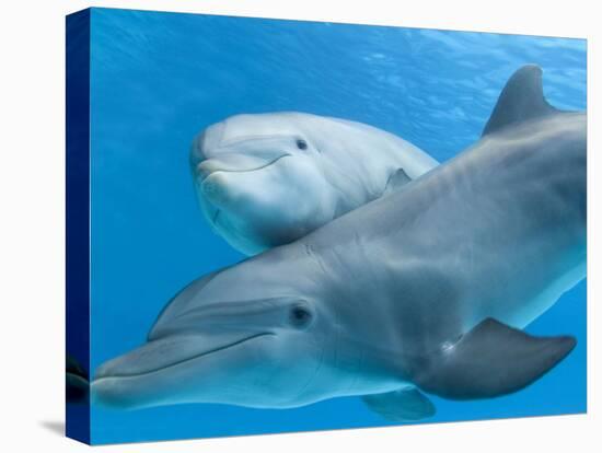 Bottlenose Dolphin Female and Her Calf-Augusto Leandro Stanzani-Stretched Canvas