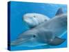 Bottlenose Dolphin Female and Her Calf-Augusto Leandro Stanzani-Stretched Canvas