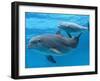 Bottlenose Dolphin Female and Her Calf-Augusto Leandro Stanzani-Framed Photographic Print