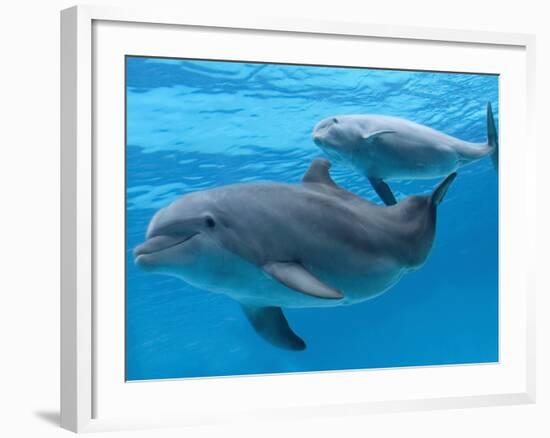 Bottlenose Dolphin Female and Her Calf-Augusto Leandro Stanzani-Framed Photographic Print