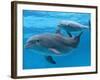 Bottlenose Dolphin Female and Her Calf-Augusto Leandro Stanzani-Framed Photographic Print