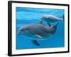 Bottlenose Dolphin Female and Her Calf-Augusto Leandro Stanzani-Framed Photographic Print