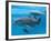 Bottlenose Dolphin Female and Her Calf-Augusto Leandro Stanzani-Framed Photographic Print